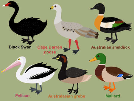 Cute bird vector illustration set, Mallard, Grebe, Shelduck, Pelican, Swan, Cape Barren Goose. Colorful bird cartoon collectionのイラスト素材