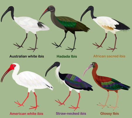 Cute wading bird vector illustration set, Australian white ibis, Hadada, African sacred, American...