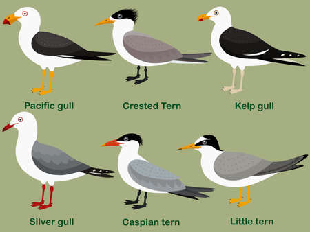 Cute bird vector illustration set, Pacific gull, Little tern, Silver gull, Kelp gull, Caspian tern, Crested Tern, Colorful seabird cartoon collectionのイラスト素材