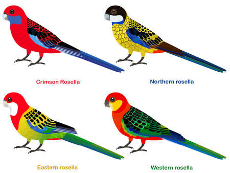 Cute Australia parrots, Rosella bird vector illustration set, Eastern rosella, Western rosella, Crimson Rosella, Northern Rosella, Colorful bird cartoon collectionのイラスト素材