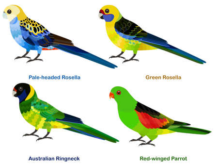 Cute Australia parrots, Rosella bird vector illustration set, Pale-headed Rosella, Green Rosella, Australian Ringneck, Red-winged Parrot, Colorful bird cartoon collectionのイラスト素材