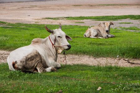 Two white ox sit on green grassの写真素材