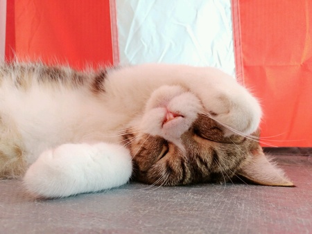 Cat is sleeping and close its eye.の素材