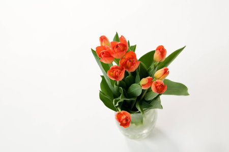 beautiful orange tulips in a vase on a white backgroundの写真素材