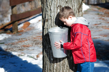 young boy looking in a maple sap bucketの写真素材