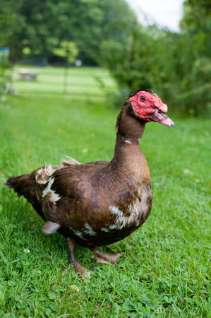 muscovy duckの写真素材