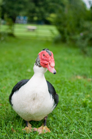 muscovy duckの写真素材