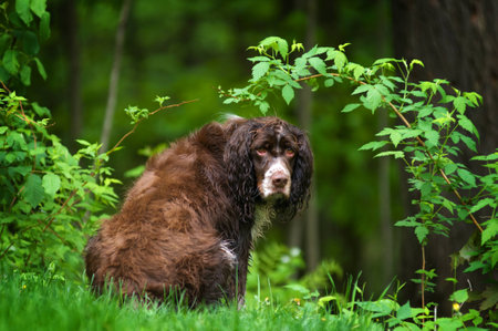 cute tri colored springer spaniel dogの写真素材