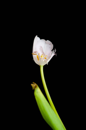 tulip with ripped petals against a black backgroundの写真素材
