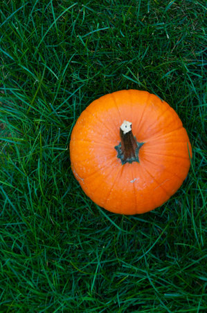bright orange pumpkin in lush green grassの写真素材