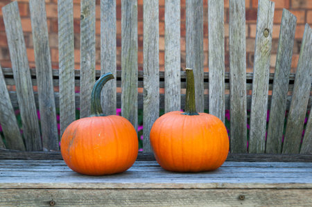 two pumpkins on a wooden beanchの写真素材