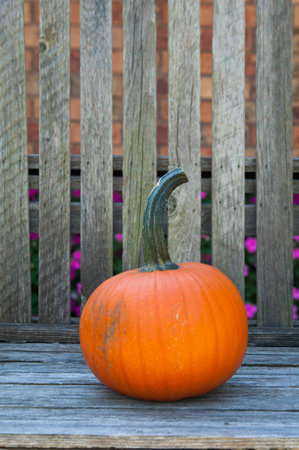 single pumpkin sitting on an outdoor benchの写真素材