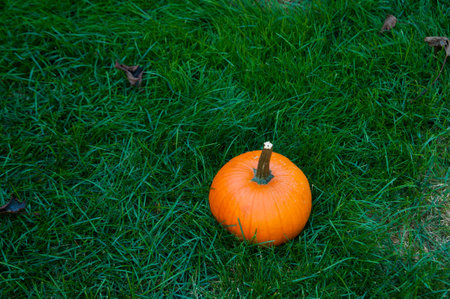 bright orange pumpkin in lush green grassの写真素材