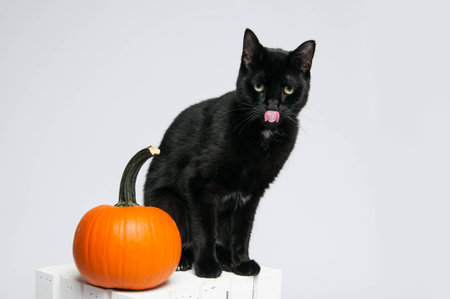 black cat and an orange pumpkin sitting on a white crateの写真素材