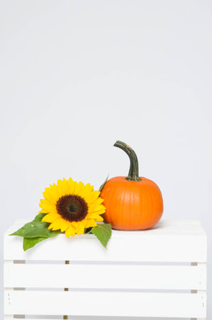 pumpkin and sunflower on a white crateの写真素材