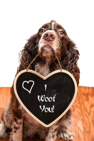 spaniel dog holding a valentine messageの写真素材