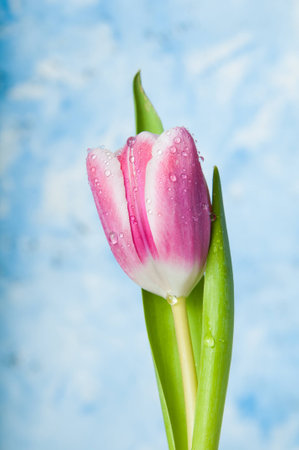 pink springtime tulip with water dropletsの写真素材