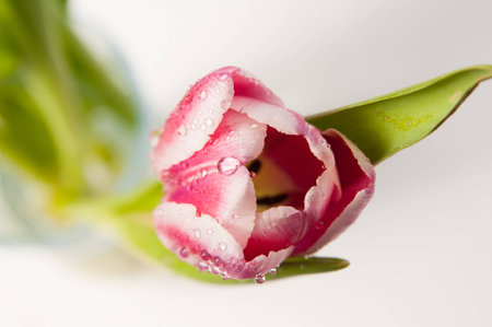 pink tulip flower with dew dropsの写真素材