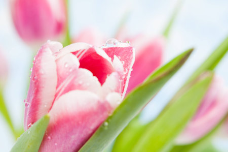 pink tulip flower with dew dropsの写真素材