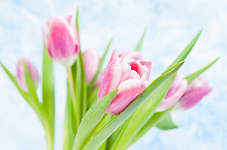 bouquet of fresh pink tulips for springの写真素材