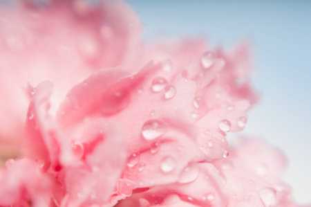abstract carnation flower petals with dew dropsの写真素材