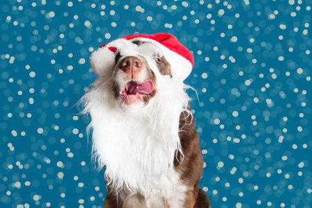 cute springer spaniel in a christmas santa hat and beard sticking out her tounge