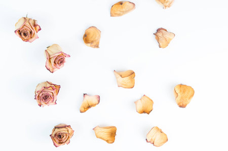 dried roses on a white backgroundの写真素材