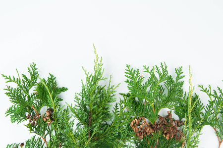 greenery for christmas on a white backgroundの写真素材