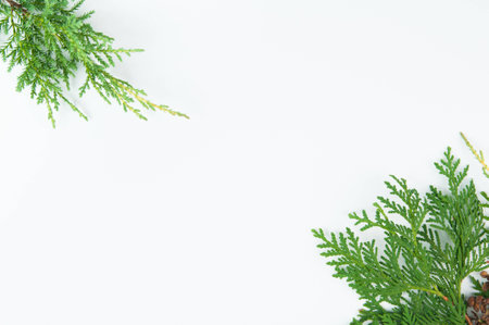 greenery for christmas on a white backgroundの写真素材