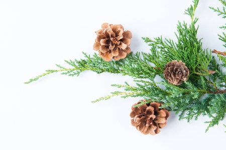 Christmas greenery with pine conesの写真素材