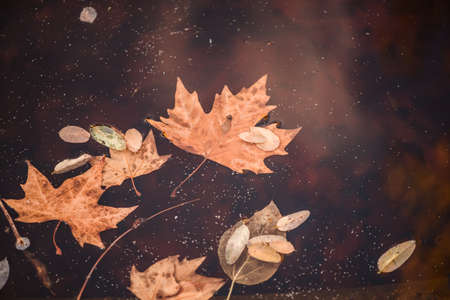 Brown leaves floating on a water pond