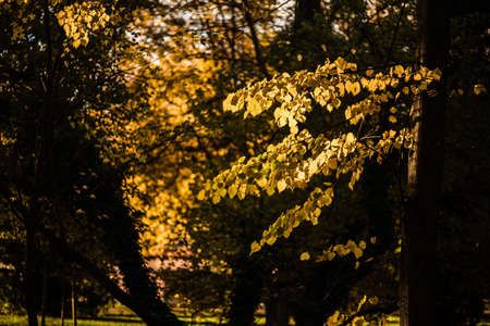 Beautiful yellow leaves at forest during autumn with golden lightの写真素材