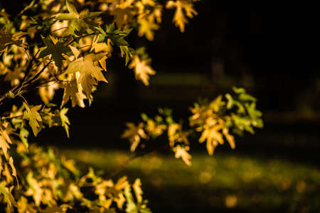 Beautiful yellow leaves at forest during autumn.の写真素材