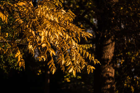 Beautiful yellow leaves at forest during autumn.の写真素材