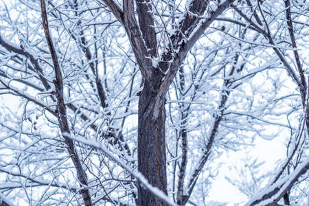Beautiful winter landscape with snow covered trees