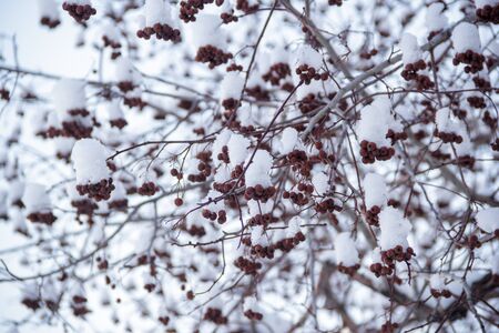 Red rowan in the snow against the blue skyの写真素材