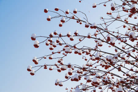 Red rowan in the snow against the blue skyの写真素材