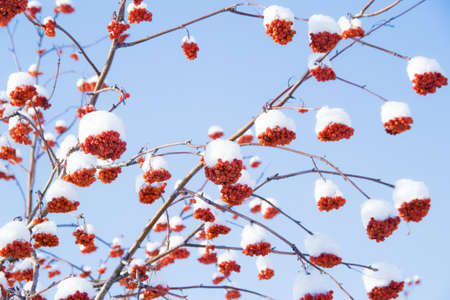 Red rowan in the snow against the blue skyの写真素材