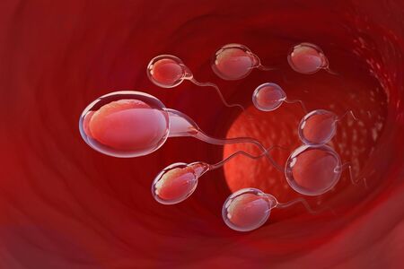 Spermatozoa rush to victory. Movement through the fallopian tubes. 3D illustration on medical...