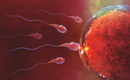 Sperm and egg cell. Natural fertilization. 3d illustration on red background