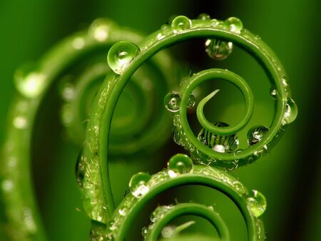 Spiral plant on green backgroundの写真素材