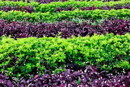 Green and purple bushes in a rowの写真素材
