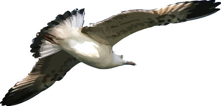 Vector illustrated sea gull isolatedのイラスト素材
