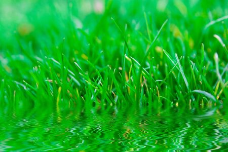 Green summer grass with reflection in waterの写真素材