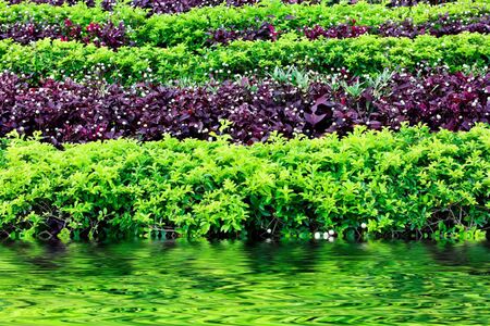 Green and purple bushes in a rowの写真素材