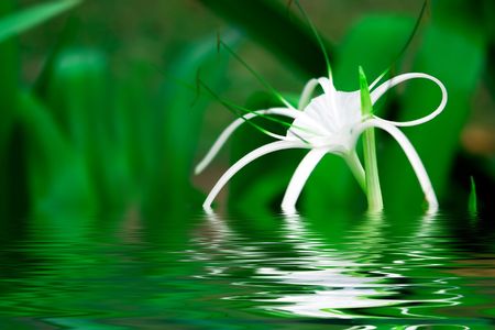 Gentle white flower on green backgroundの写真素材