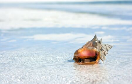 Sea shell lying on the beach in the waterの写真素材
