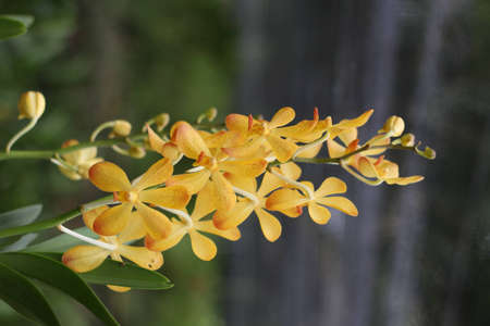 thai orchids