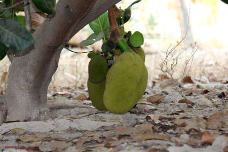 fruits of thailand.