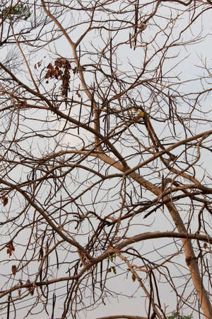 After the dead tree 